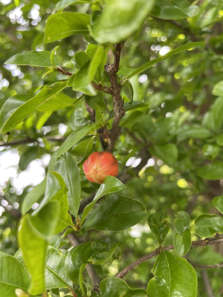 Pomegranate fruit ripening on a tree in Japan