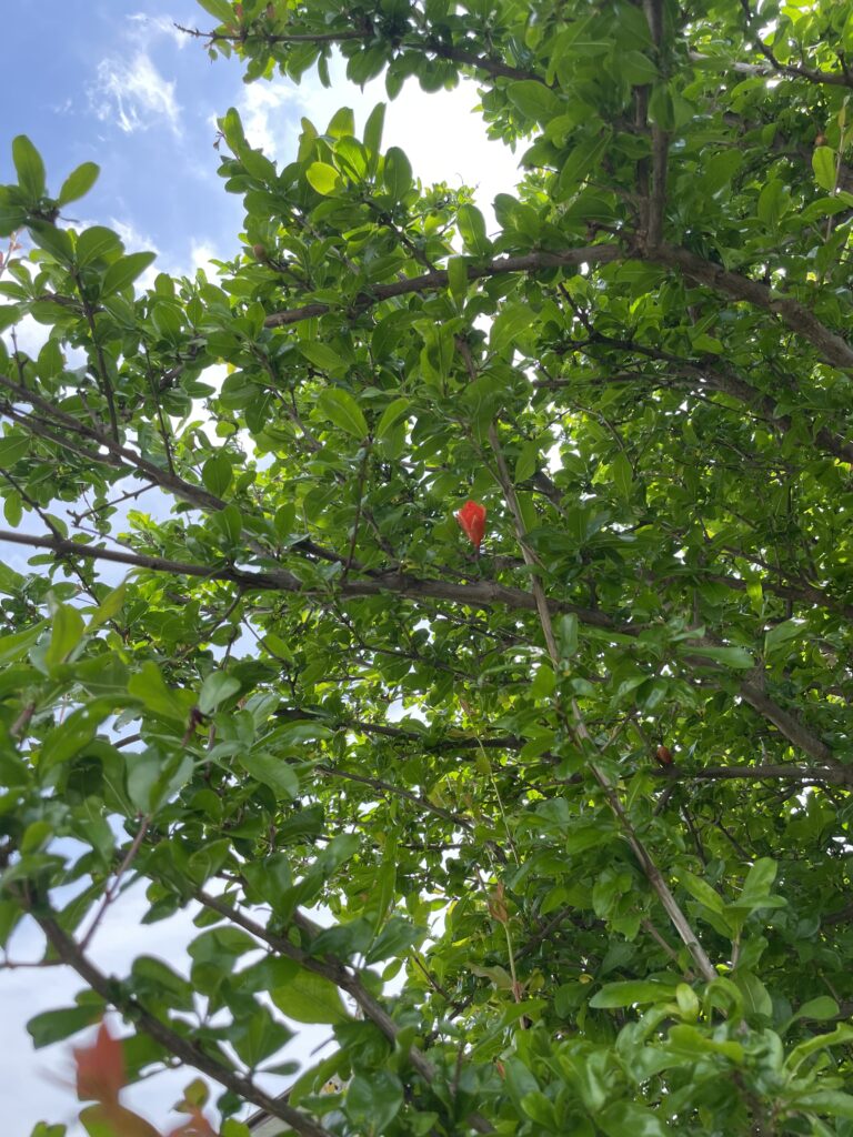 50-year-old pomegranate tree in a Japanese home garden