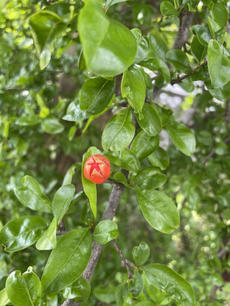 Pomegranate tree in a Japanese garden, over 50 years old
