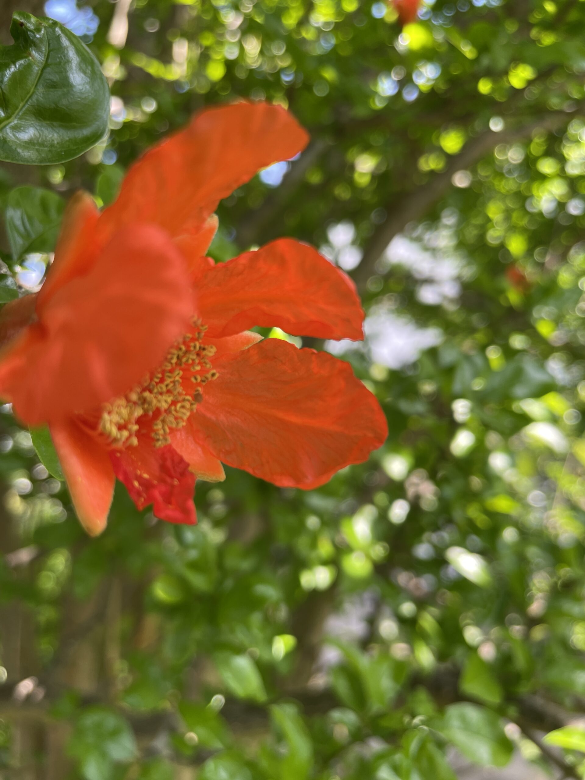 Our 50-Year-Old Pomegranate Tree: Japan’s Sacred Fruit & Beauty Secret