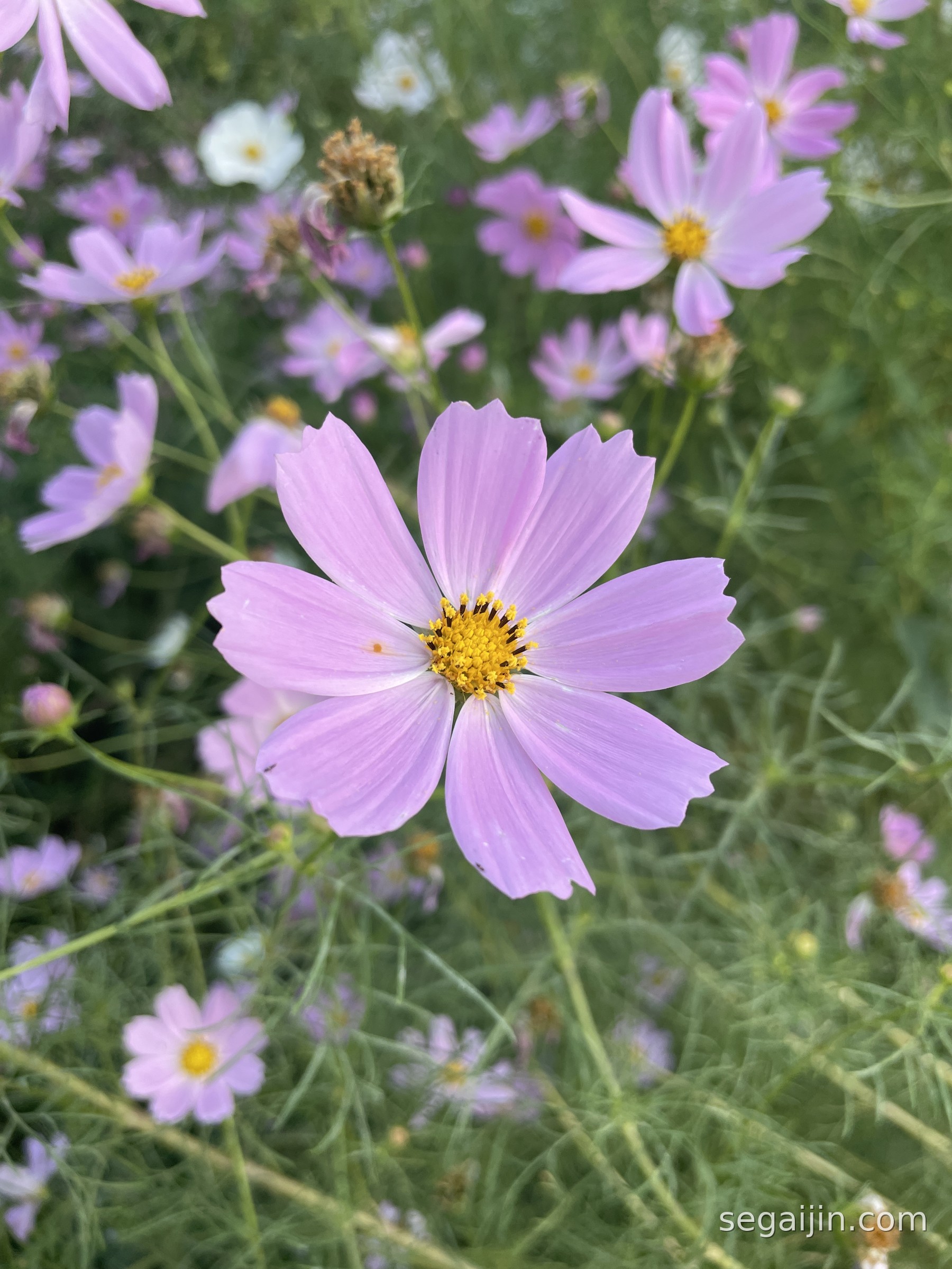 A soft pink cosmos flower in the garden