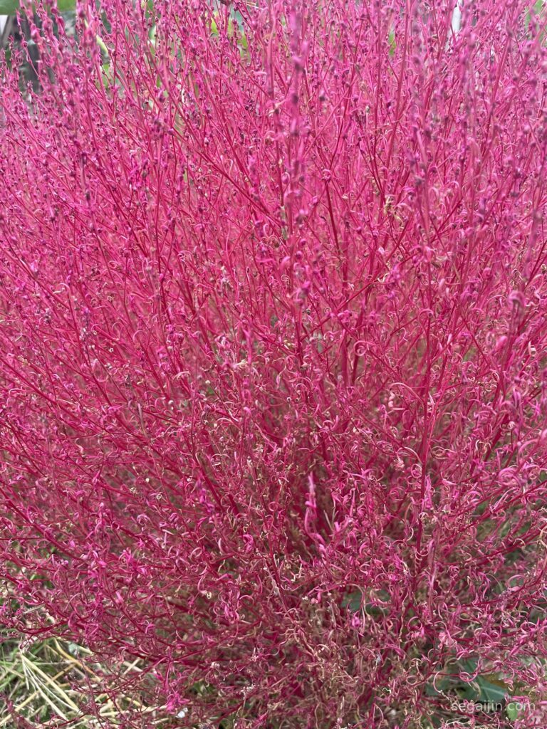 Close-up of red kochia branches in autumn in my garden