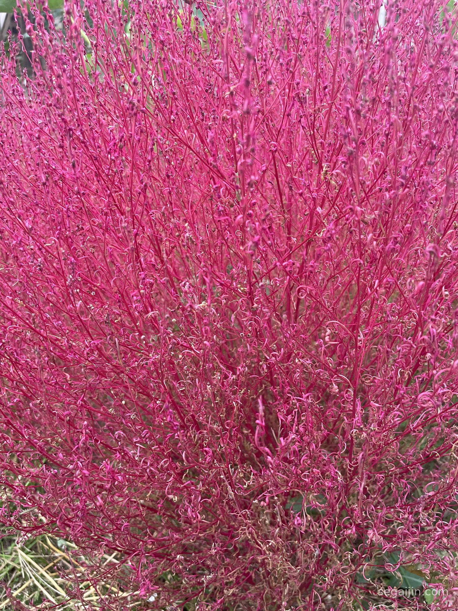Kochia in My Garden: A Soft Red Ball of Autumn