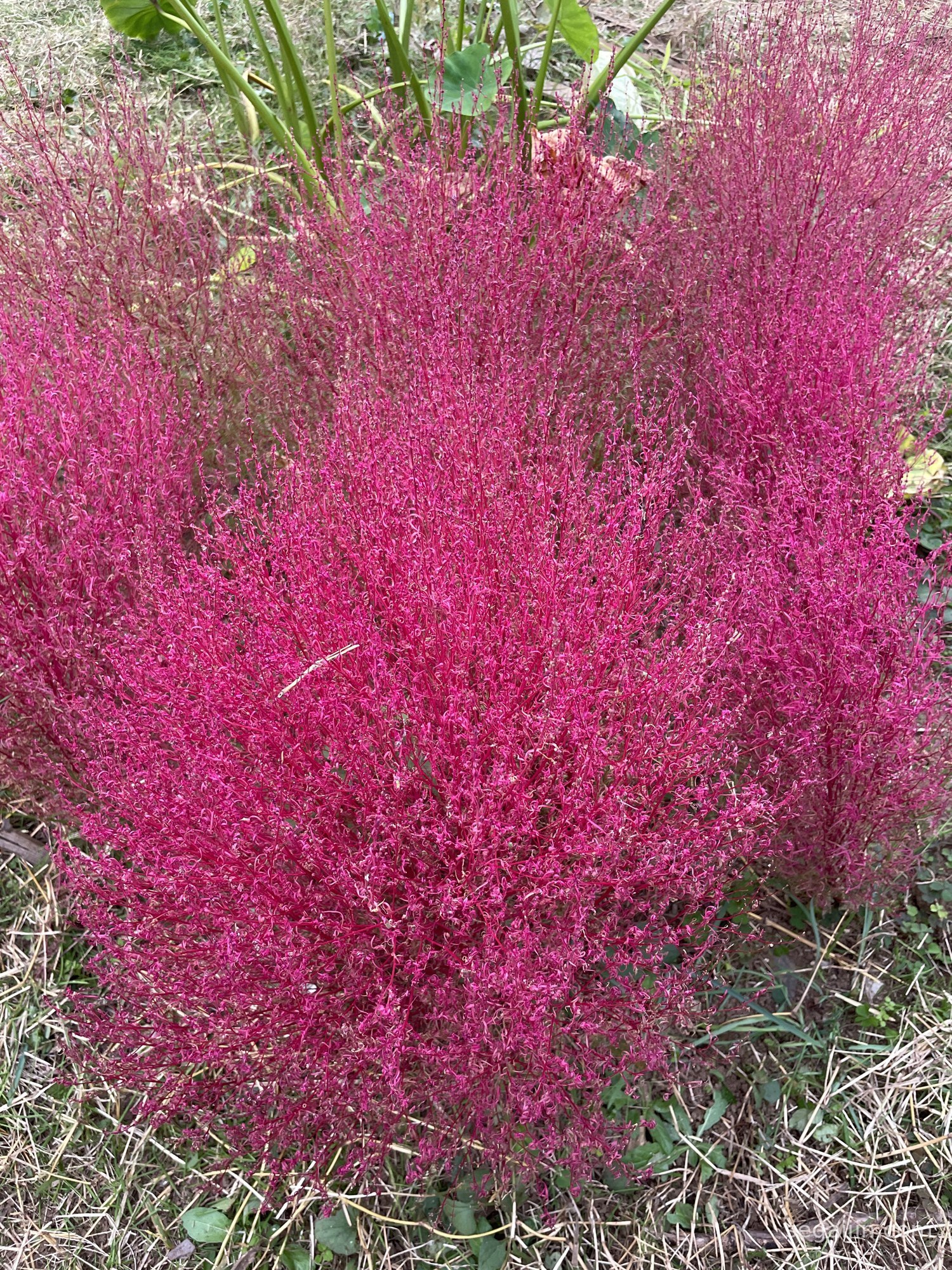Several fluffy red kochia bushes in an autumn garden