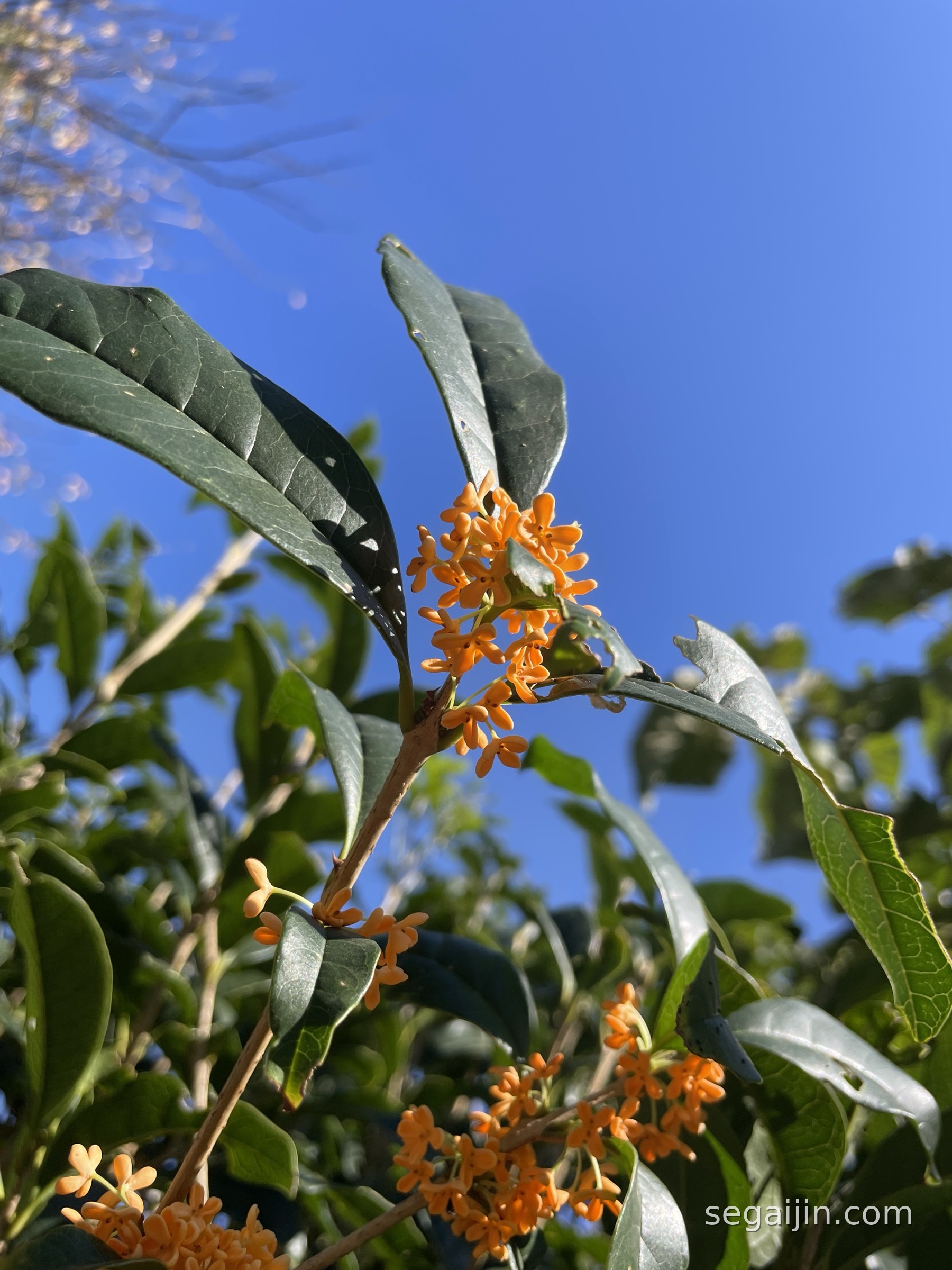 Orange osmanthus flowers blooming against a clear blue autumn sky