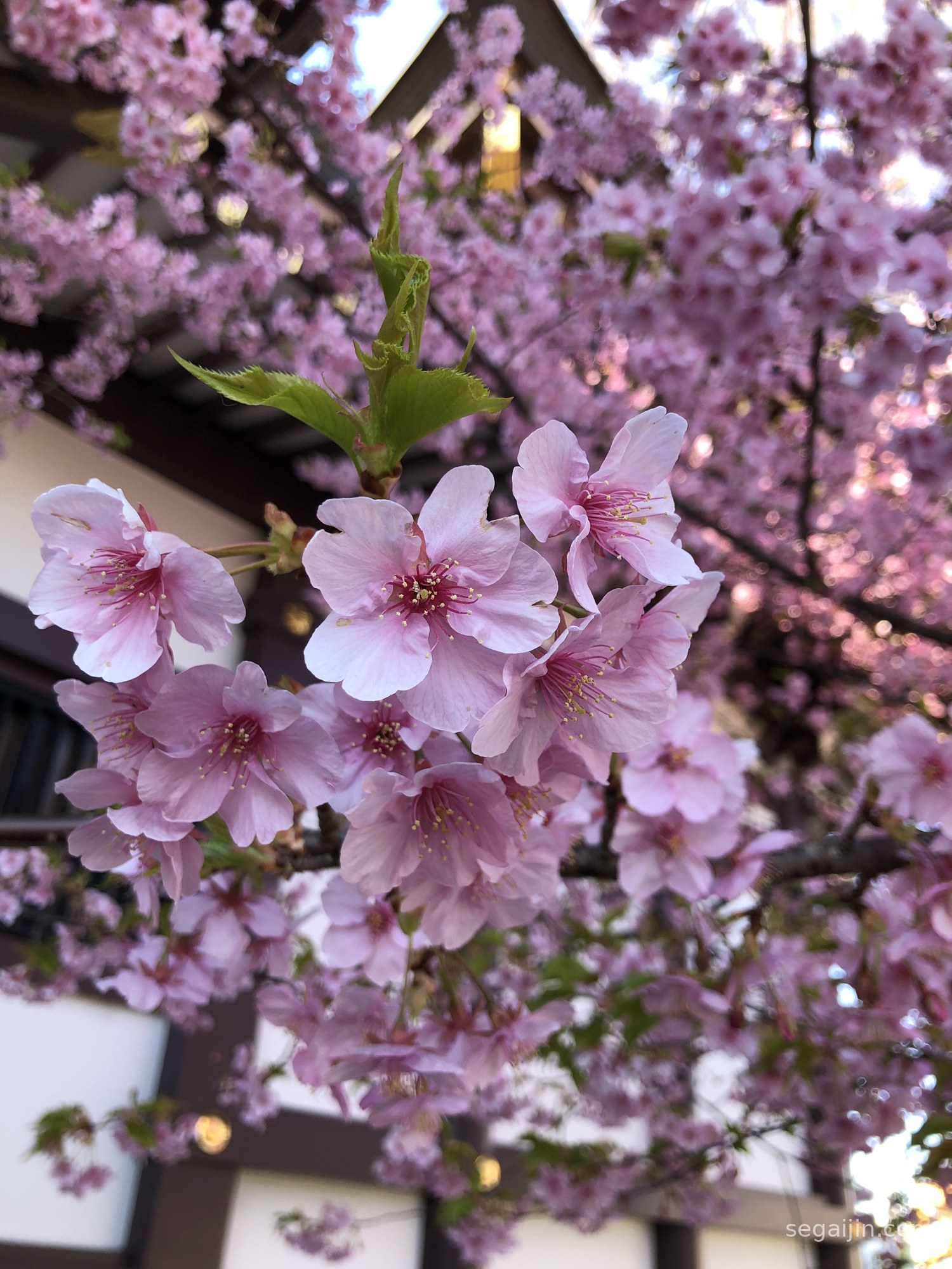 Watashi no Heart wa Stop Motion (私のハートはストップモーション) by Tomoko Kuwae: A Spring Song for an Autumn Day