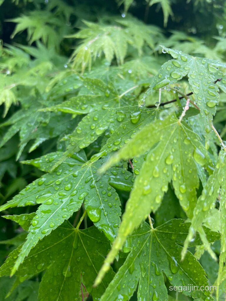 Fresh green maple leaves covered in raindrops during the rainy season