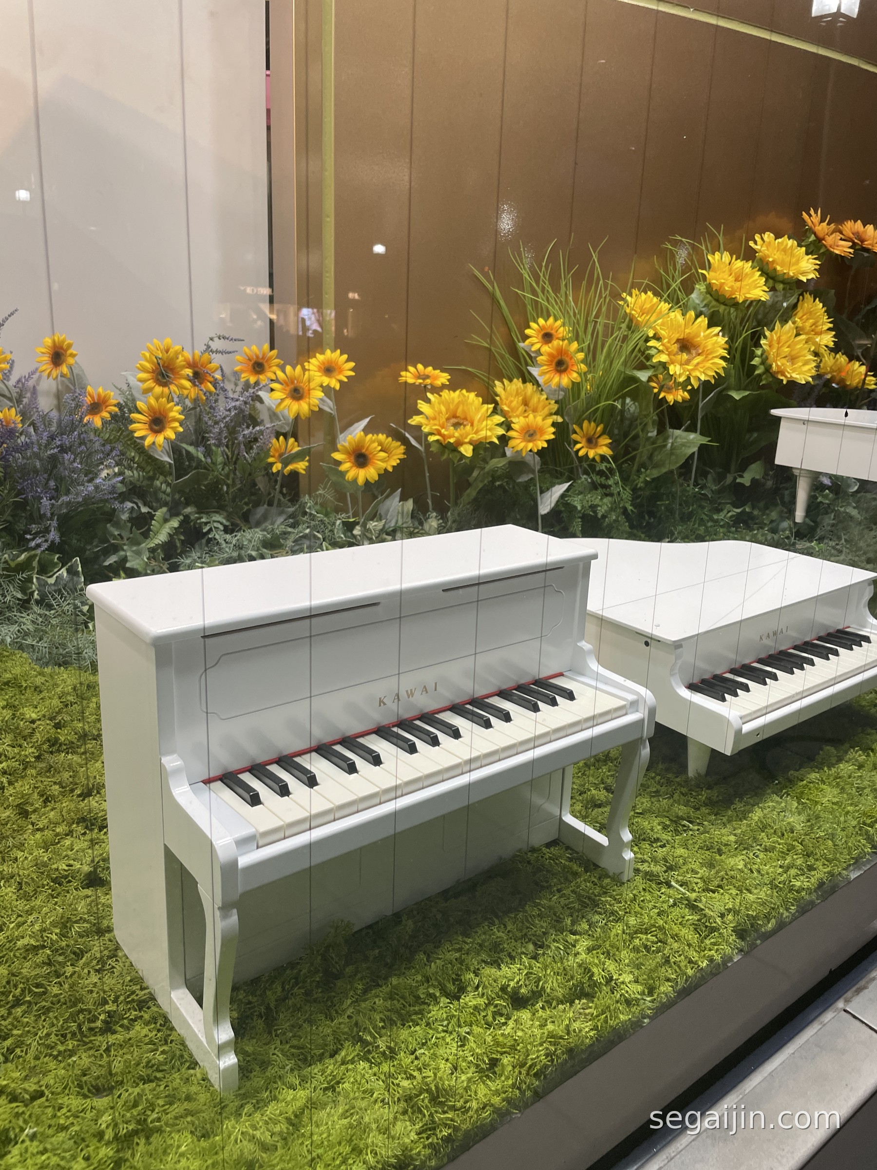 Two small white toy pianos, one upright and one grand, among sunflowers in a shop window display